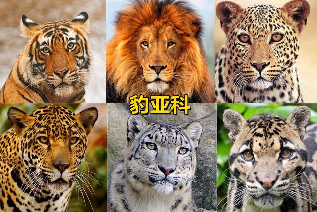 通俗的说，猫科动物分为大猫、小猫两大类，大猫的叫声是吼声，包括虎、狮、花豹（le