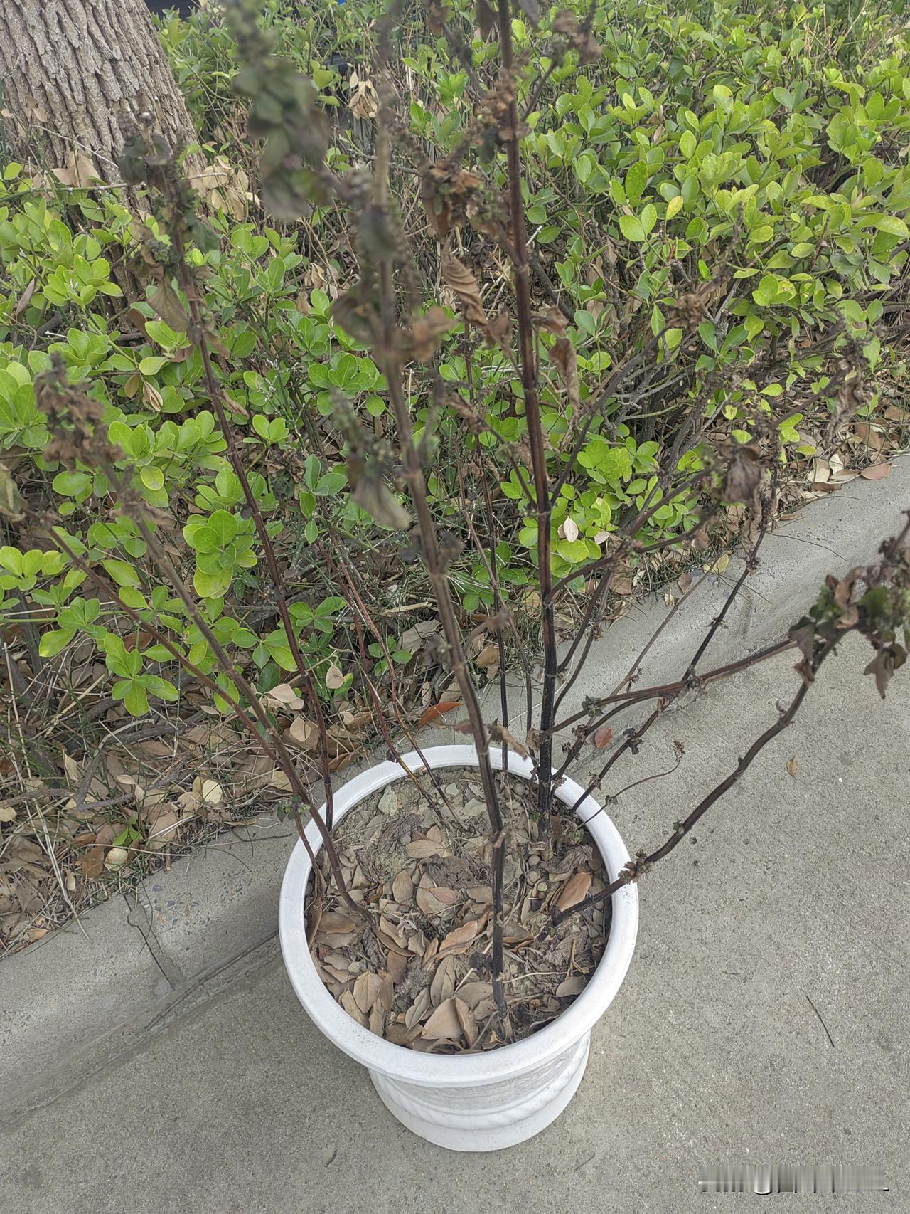 天气冷了，曾经绿意盎然的小盆栽，成了一盆枯枝，太可惜了。