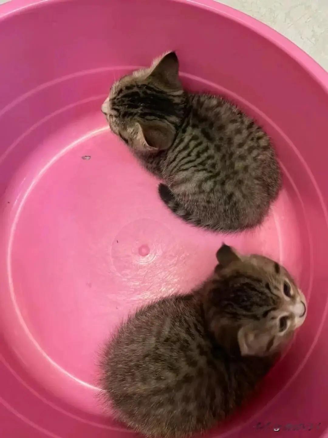 两只猫长大了就跟一只猫一样​​​