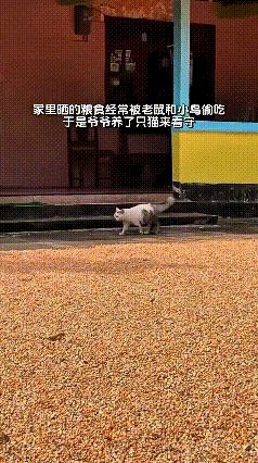 哎呀，这视频我翻来覆去看了好几遍，笑得直拍大腿！你瞅瞅这猫，在院子里晒的粮食旁边
