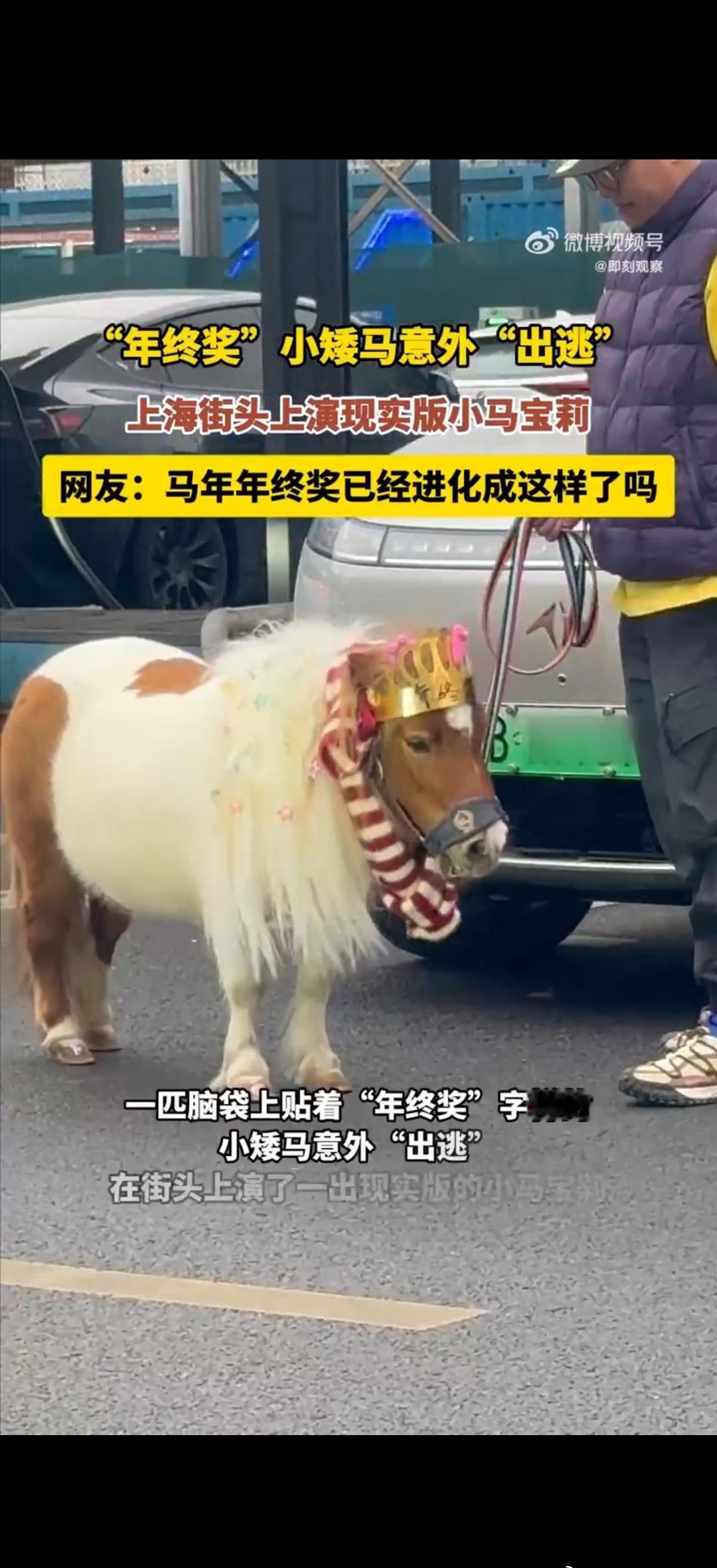 上海果然是魔都，连出逃的小马都这么有仪式感！