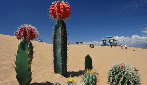 中国治沙为何选梭梭，不选仙人掌？别被“耐旱”蒙蔽了双眼提起沙漠植物，很多人可