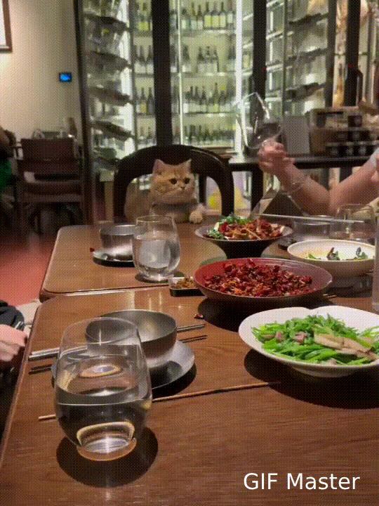 猫咪随主人到餐厅就餐，像个小大人似的，真可爱！这只小猫咪一看就是见过市面的猫咪。