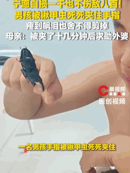 宁愿自损一千也不伤敌八百！近期报道，江苏，一男孩平日里视锹甲虫为珍宝，不料玩耍时