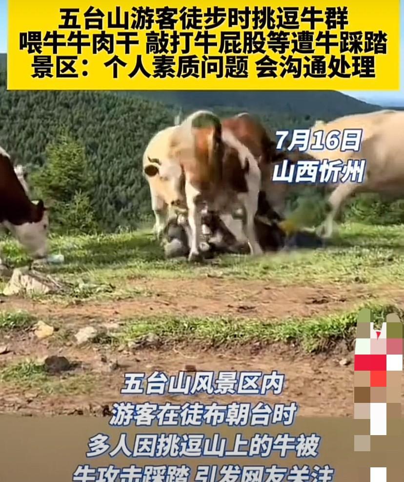 山西忻州，几名游客在五台山景区徒步时挑逗牛群，骑在牛身上拍照、敲打牛屁股也就罢了