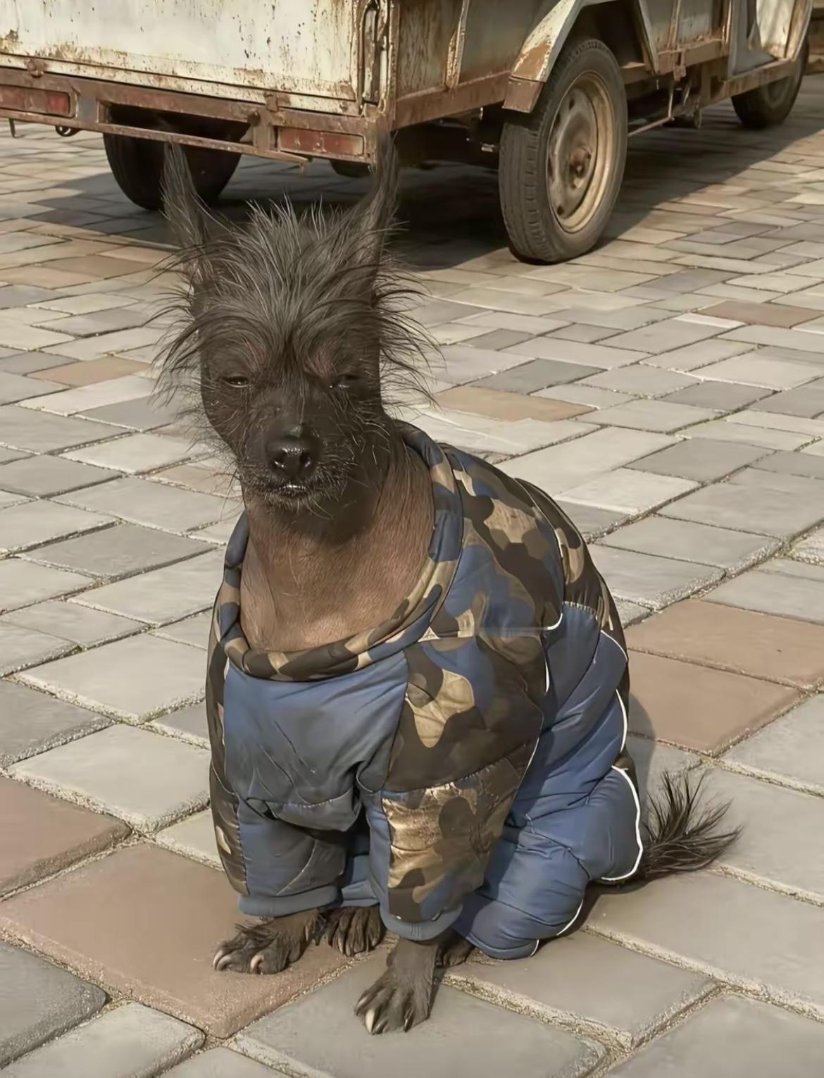 这是什么物种，好丑啊[捂脸哭]