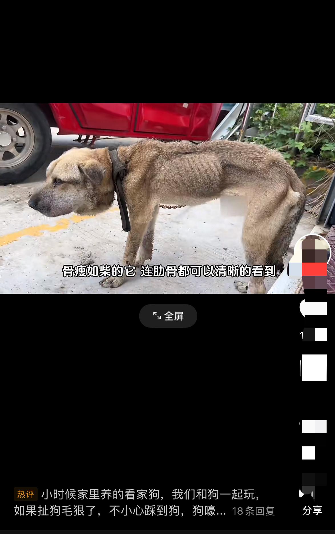 狗狗脖子被勒肿的像个气球，遇到食物边吃边流泪，如今已涅槃重生救它那天，铁链嵌