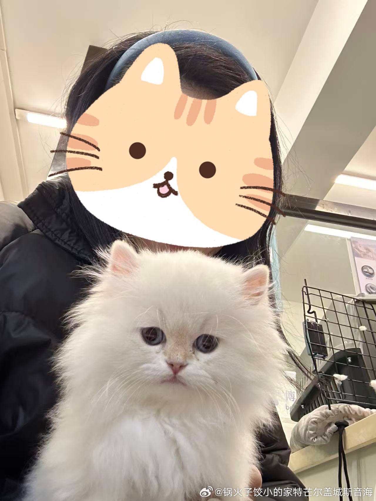 我也想要一只这样的小喵喵