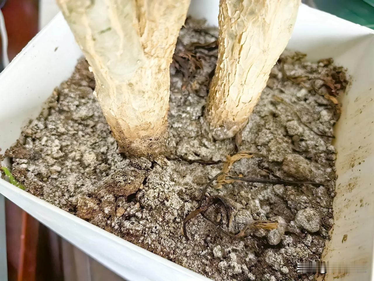 在线求救各位大神，花盆里面的土表面星星点点发白是怎么回事？各种花儿也不长，甚至