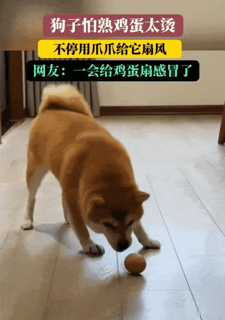 笑不活了！海南，早上主人给了狗狗一颗刚煮熟的鸡蛋，可是长了八百个心眼的狗狗怕鸡蛋