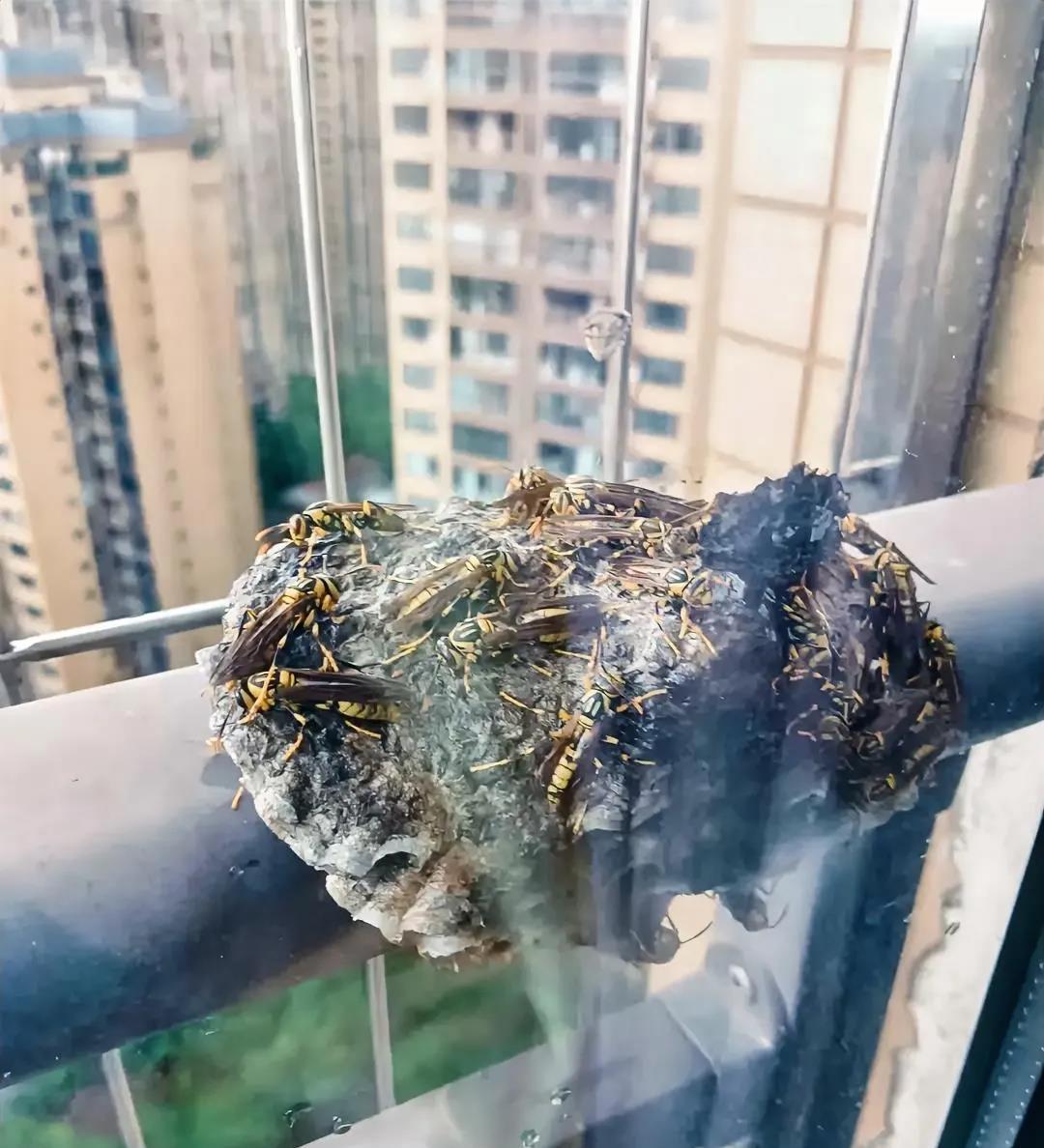 你怎么又来了呀！