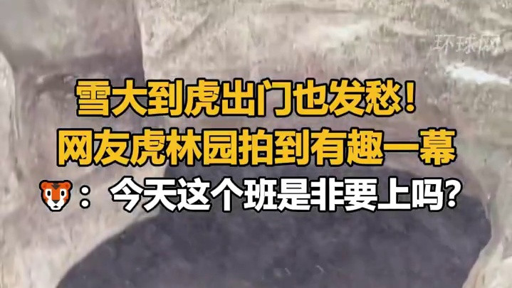 雪天萌虎被困园内！网友拍到老虎吐槽：今儿这个班是非要上吗