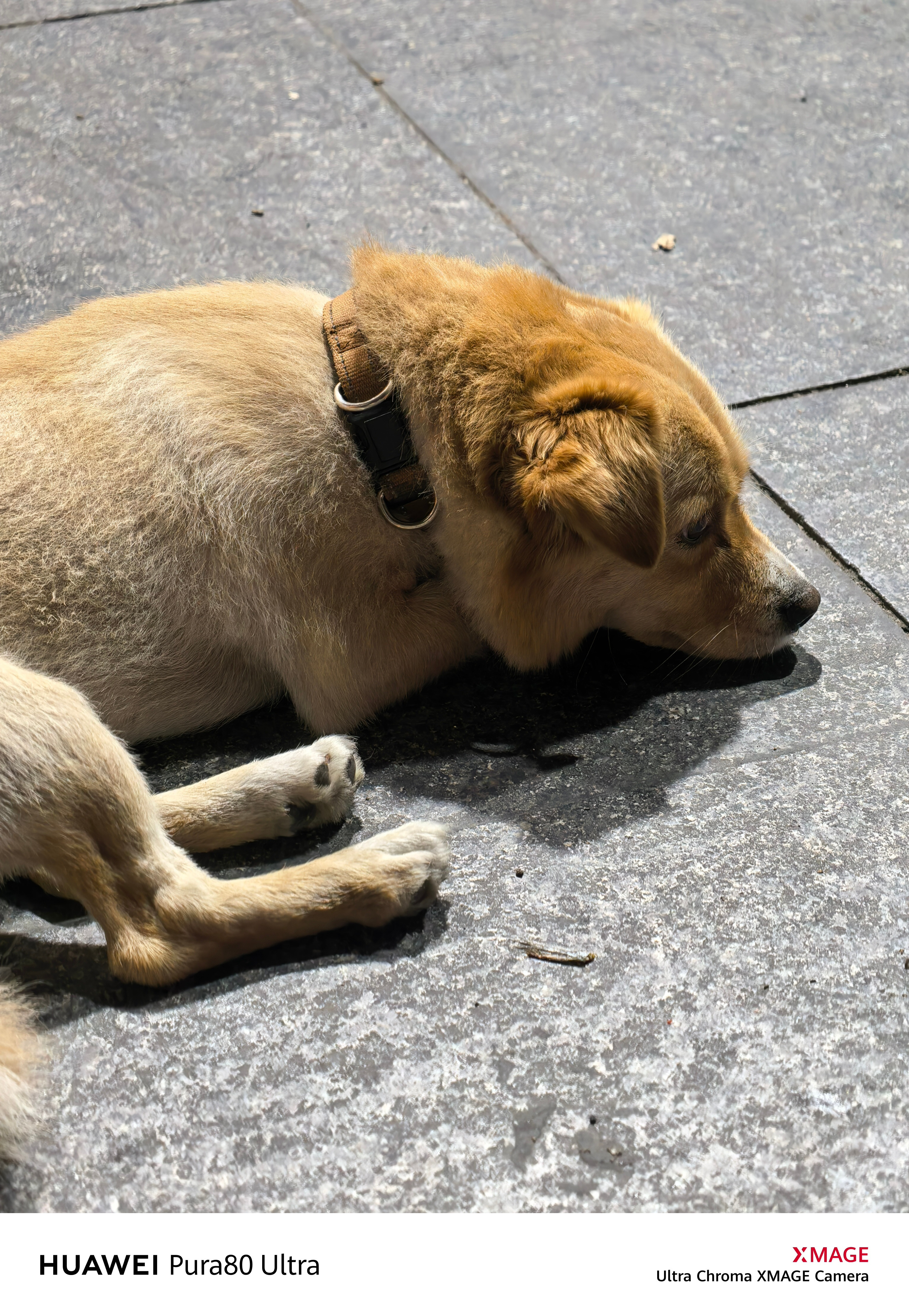 怎么，小狗也有烦恼吗？[doge]​​​