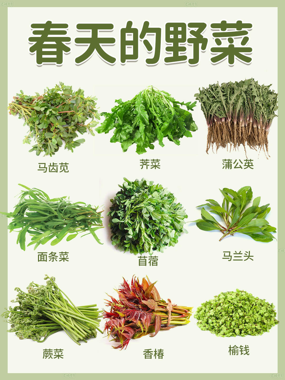 美国人已经开始薅野菜了美国人一觉醒来天塌了，有美国网友表示“赶紧把我家花全拔了，