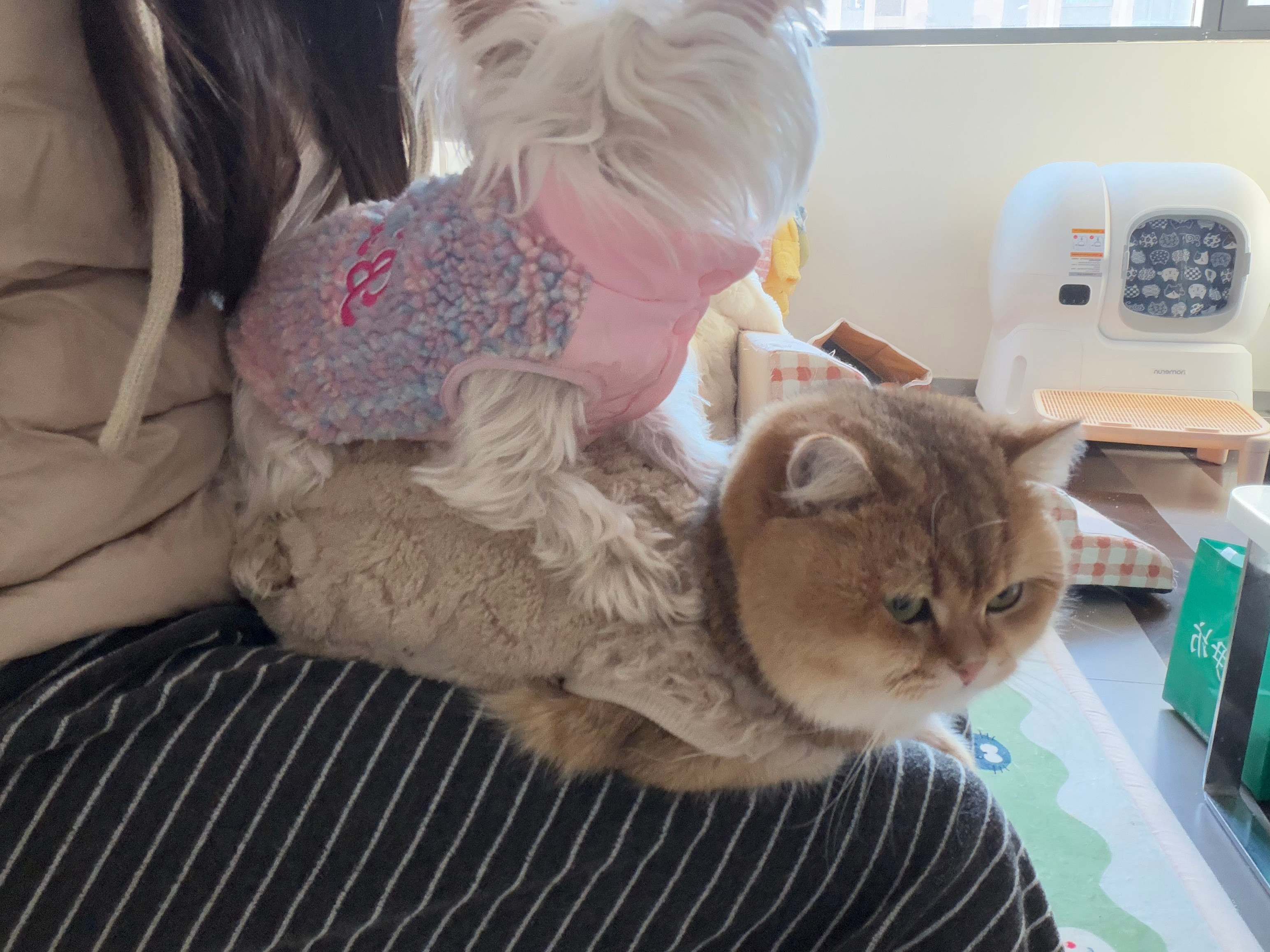 朋友说抱着扎扎简直是社恐的地狱路过的小姊妹都会过来打招呼问是什么狗几岁了好可爱