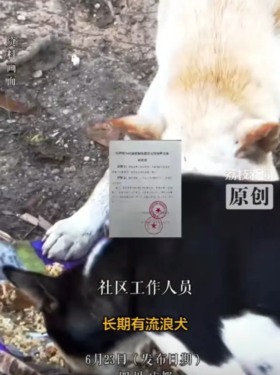 四川成都，某小区发布流浪狗和散养犬只处置表决方案，方案二称，由专业人士进行扑杀，