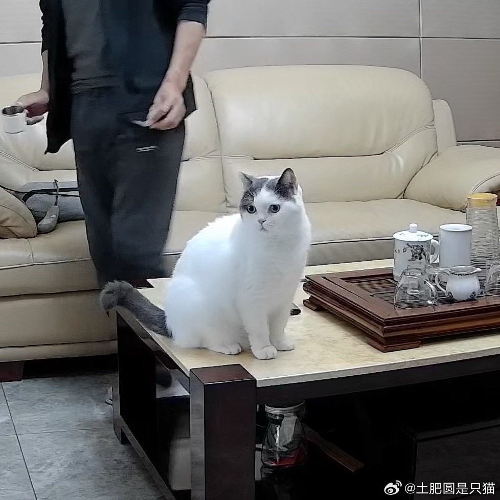 看眼神判断猫咪性格