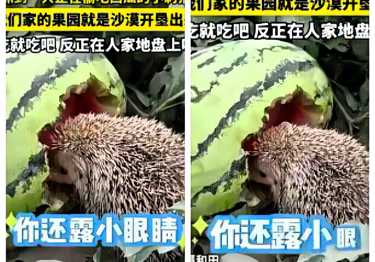 “活该你发财！”新疆和田一女子在瓜田撞见刺猬啃西瓜，非但没驱赶，还蹲下笑着调