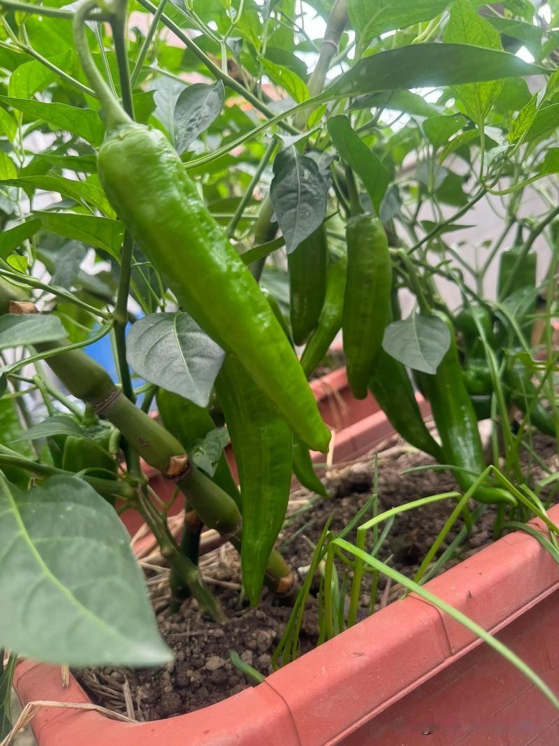 新手必看！番茄黄瓜豆角辣椒高产种植绝招想在家种番茄、黄瓜、豆角、辣椒的菜友