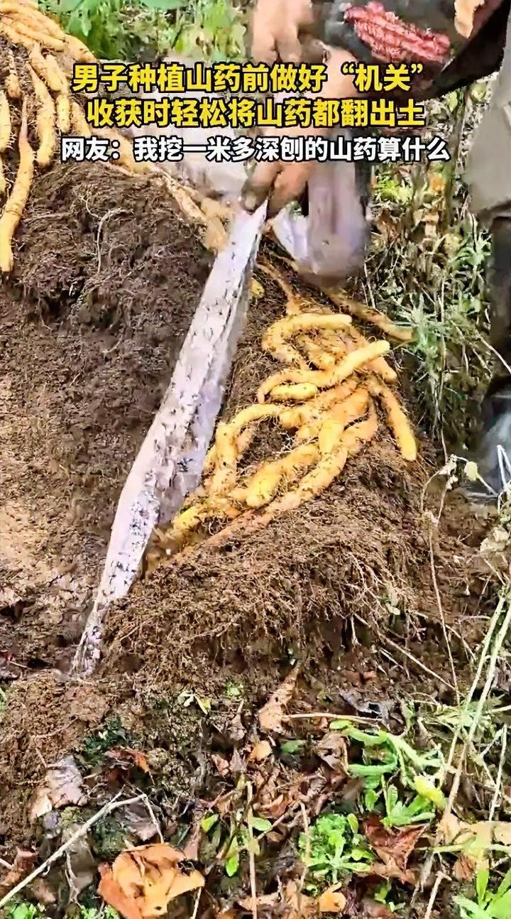 近日四川绵阳,一46岁男子在家种植山药,男子种植前做好了一个机关,收获时,很轻松