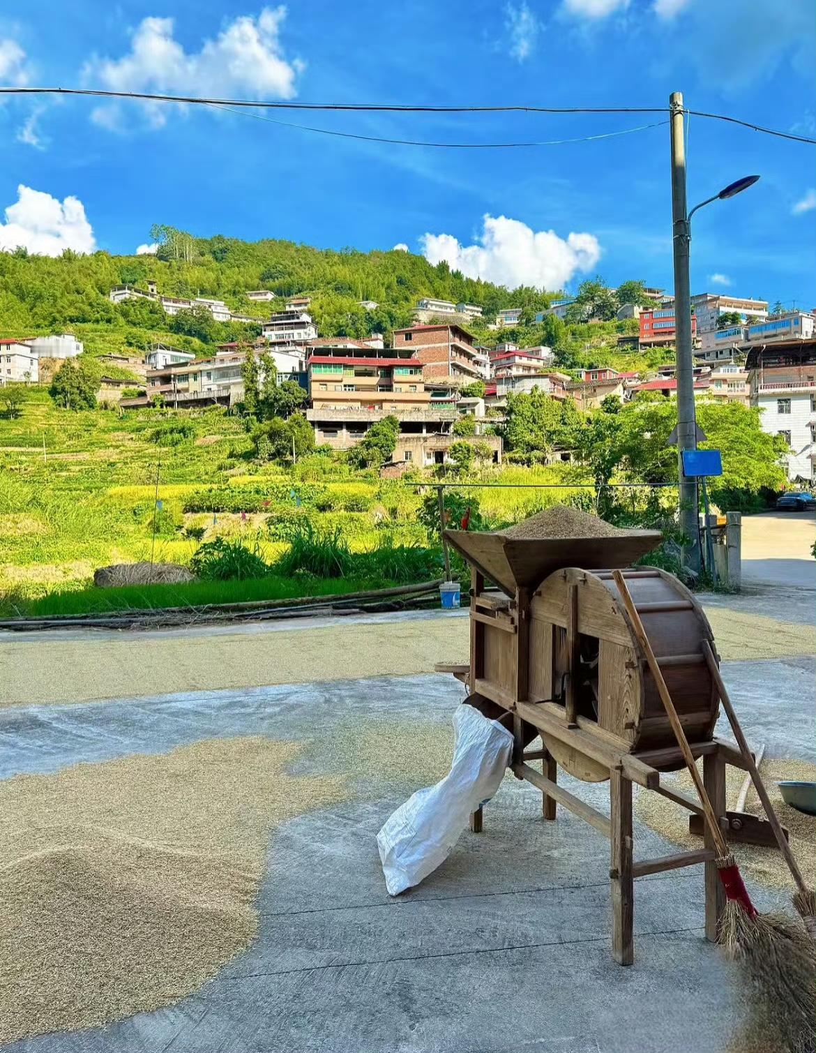 绿意盎然中，尽显温柔与宁静。