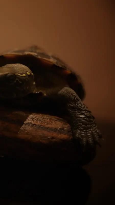 腰突压迫神经根是静养还是锻炼?腰突压迫神经根，到底该静养还是锻炼，得看处于什么