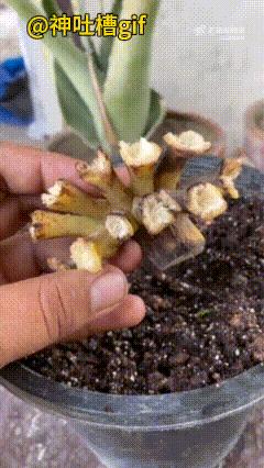 如何培育香蕉树：吃完香蕉，还有一节香蕉皮不要丢，放在土里培养一下，很快就抽出绿叶