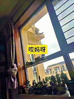 哎呀，看完这个视频我心里一直揪着。看着那只小猫在七楼外的空调外机上，一步一步地滑