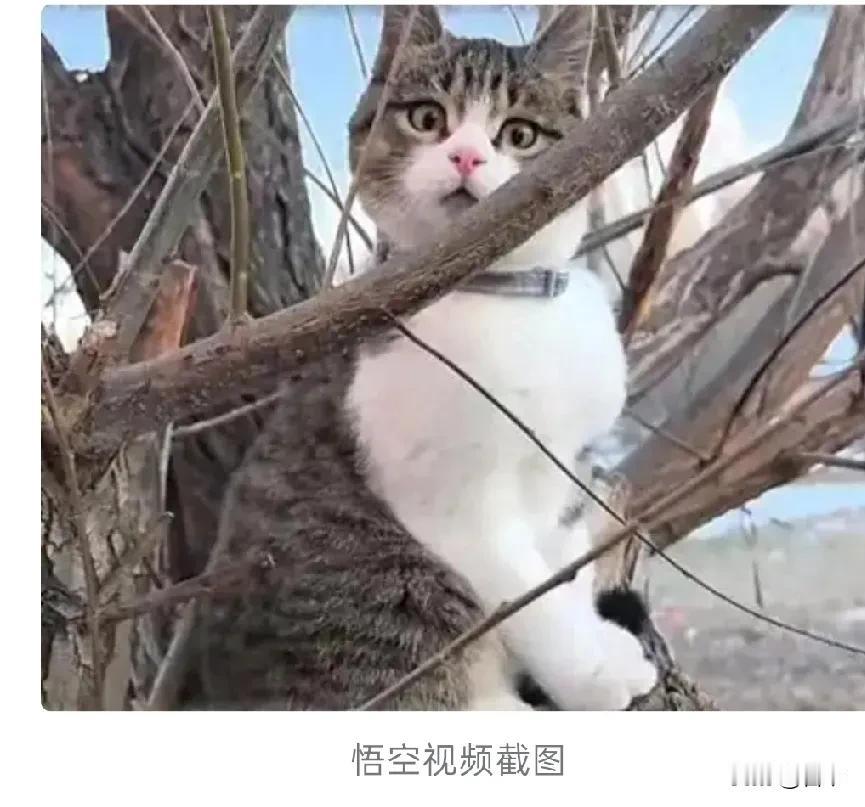 我的帅宝和悟空长得差不多，捕猎能手，陆续给我抓回四个鸟，他也不吃，就放在地上，给