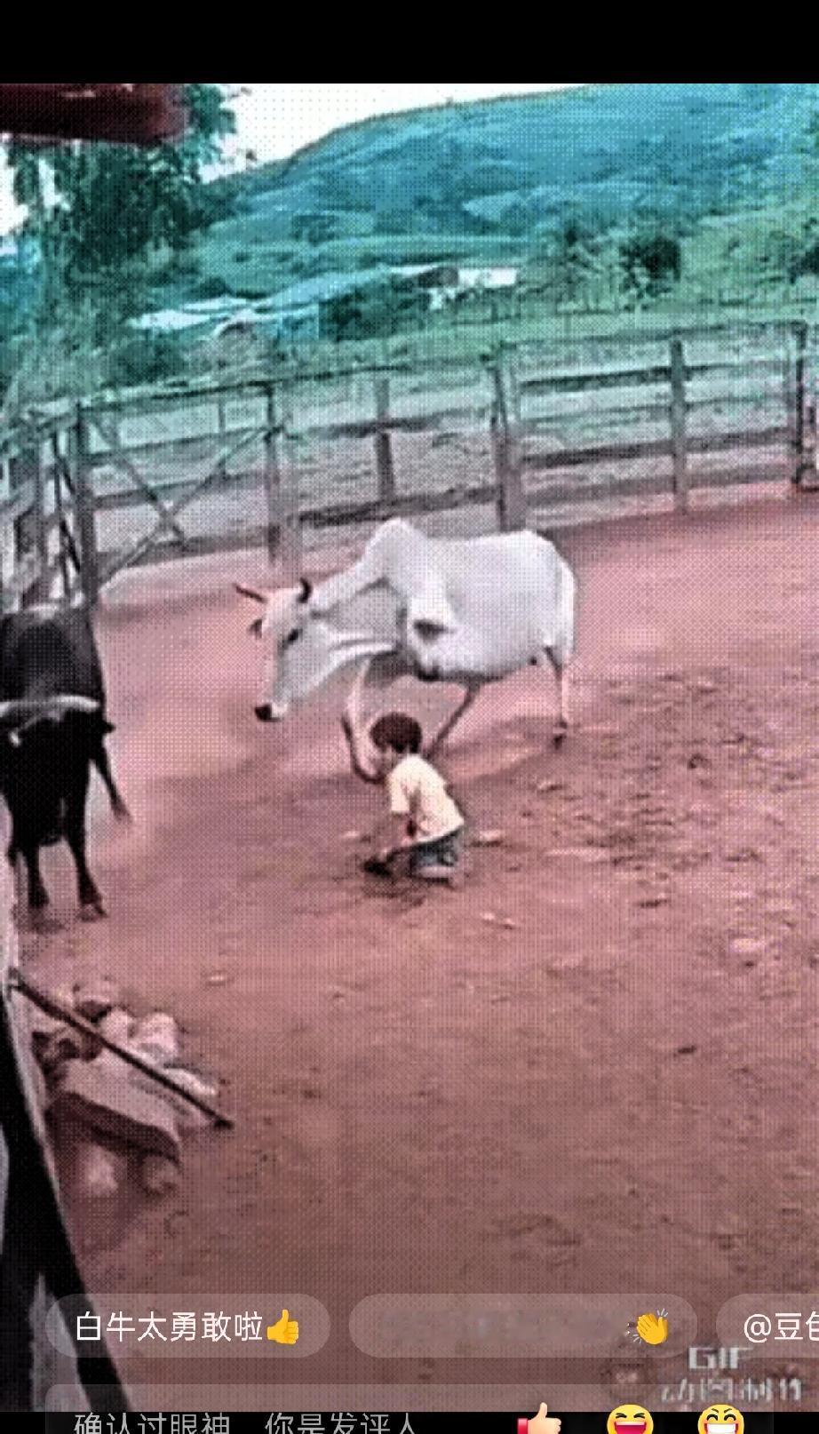 太让人动容！两三岁幼童在院内玩耍，黑牛突然发狂直冲孩子袭来。危急关头白牛挺身而出