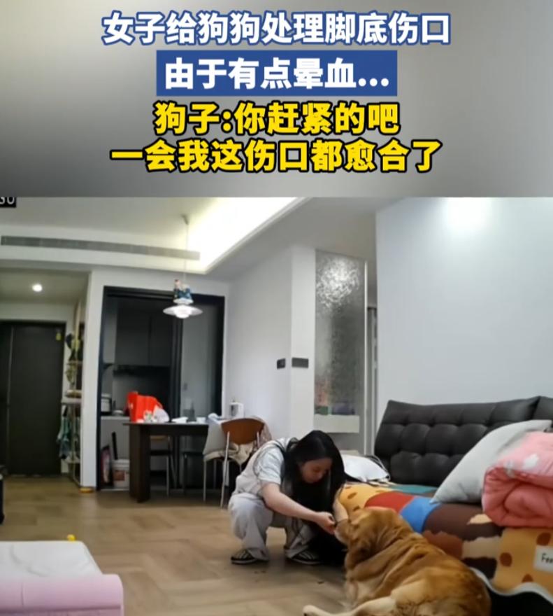 又心疼又好笑！女子家里的金毛受伤出血，她连忙找出工具处理伤口，不料，女子因为晕血