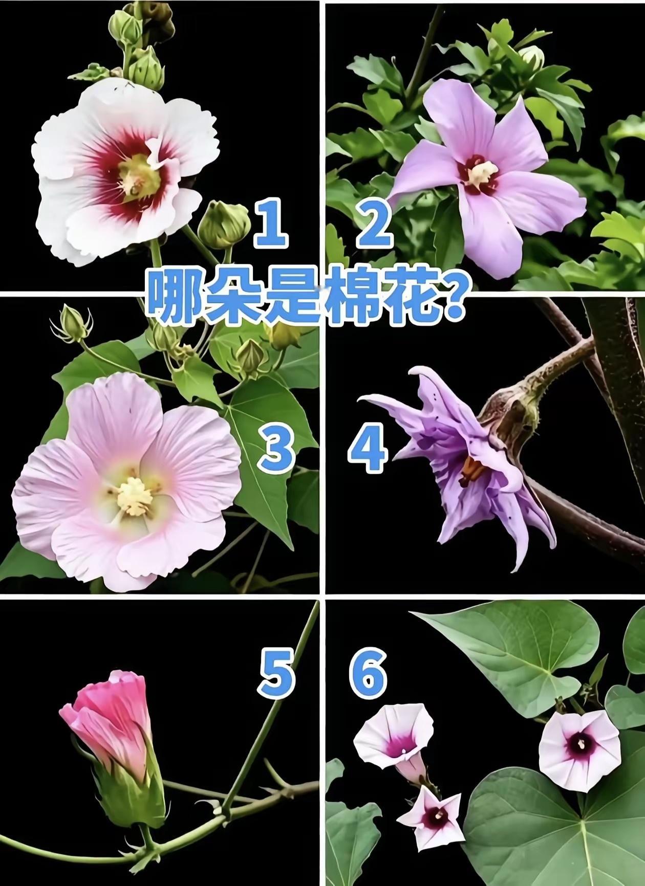 看看哪朵是棉花？
