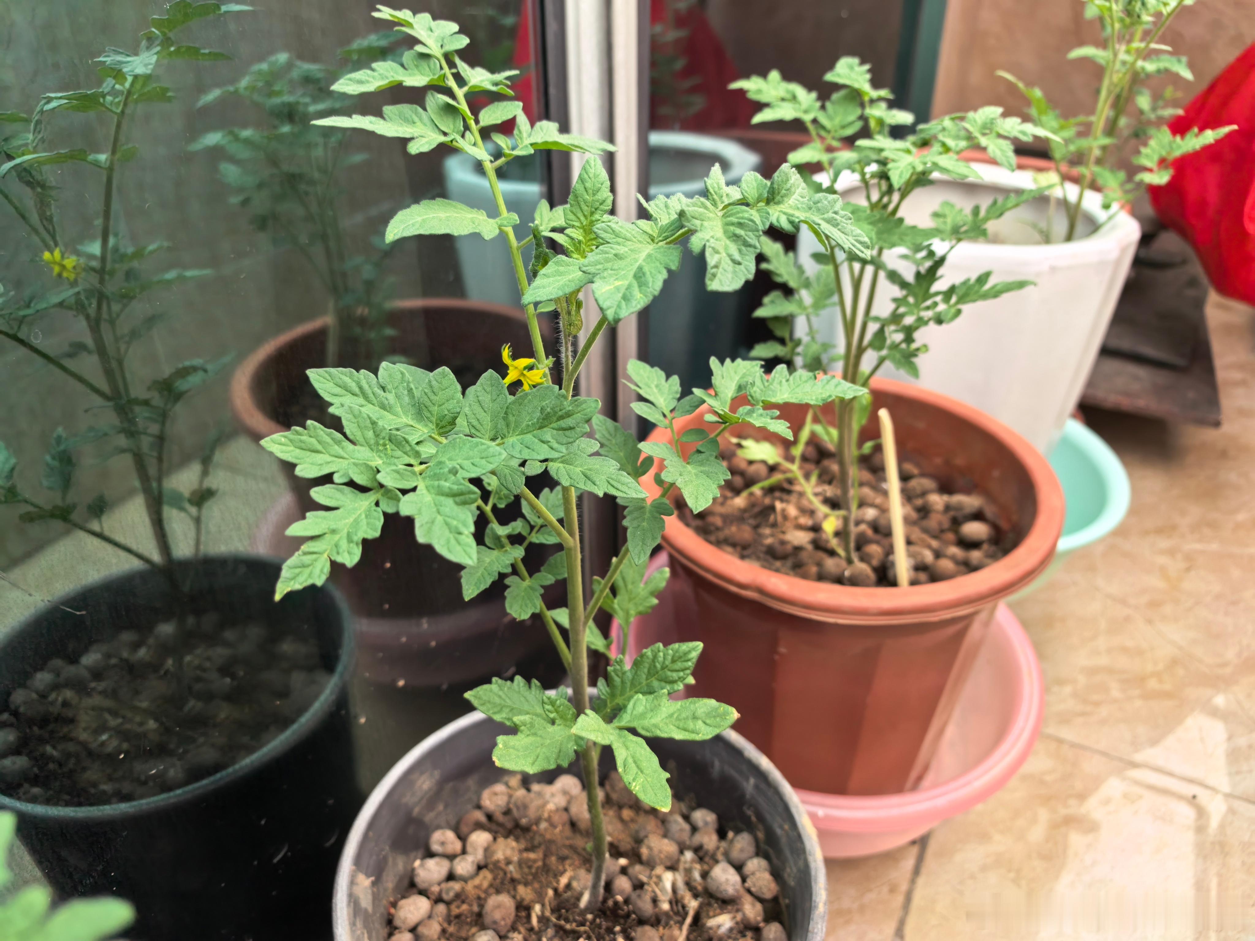 牛逼；壕哥种的西红柿开花了！谁懂；结果需要多久呀[大笑]​​​