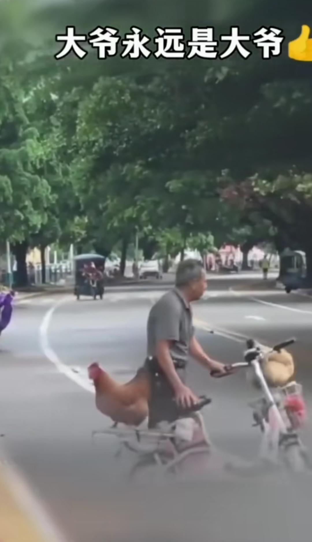 在路边见过遛狗的，在公园里见过遛鸟的，却唯独没见过遛鸡的，更别说遛会生蛋的大母鸡