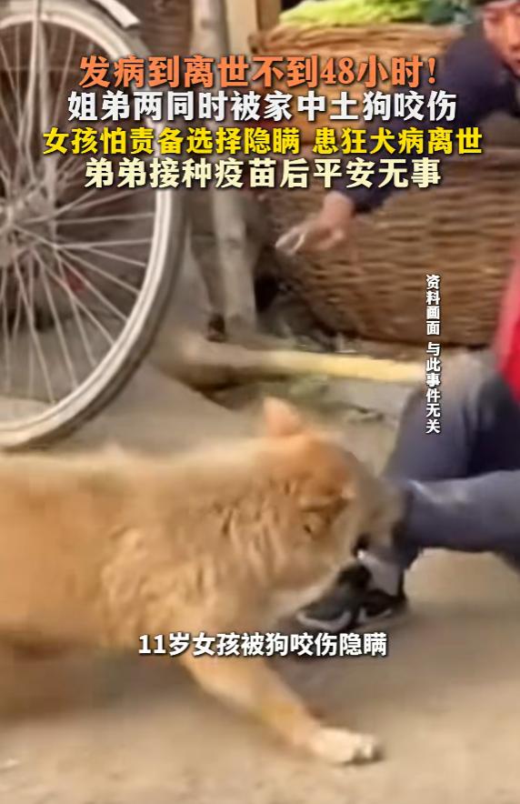 “悲剧还是发生了！”5月24日报道，湖南，一对姐弟同时被狗咬伤，弟弟及时告诉家长