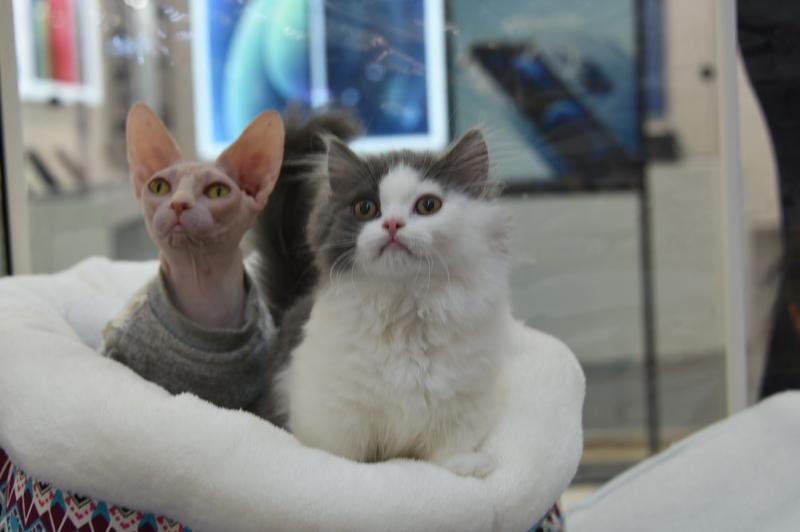 猫咪看不清人类，如何区分主人和陌生人？猫咪通过嗅觉数据库、声音指纹、行为模式三