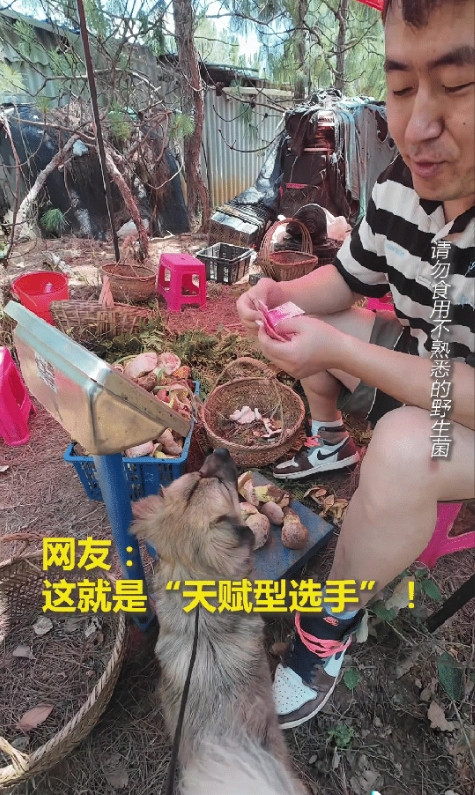云南女子带狗狗捡菌子，意外捡到“财星”！