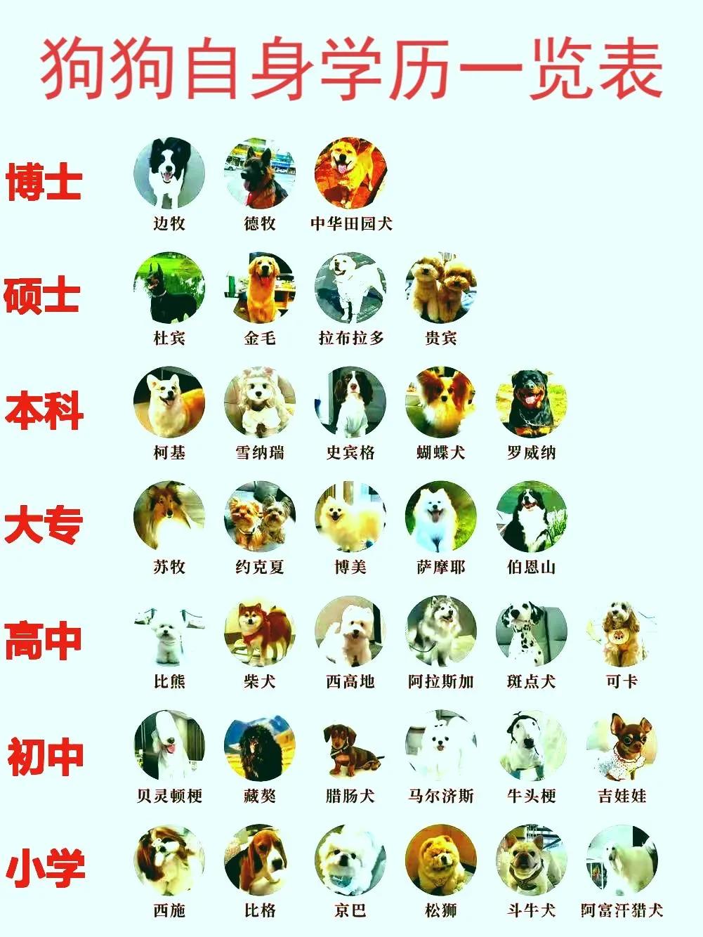 虽然中华田园犬和德牧、边牧排在同一等级，但是中华田园犬显然更厉害。为什么在对