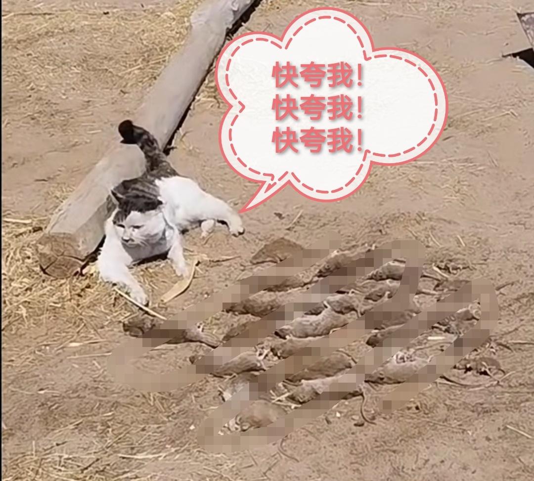 内蒙古一位网友家的猫直接成了全网羡慕的对象，这只小猫悄咪咪忙了一整夜，居然抓了2