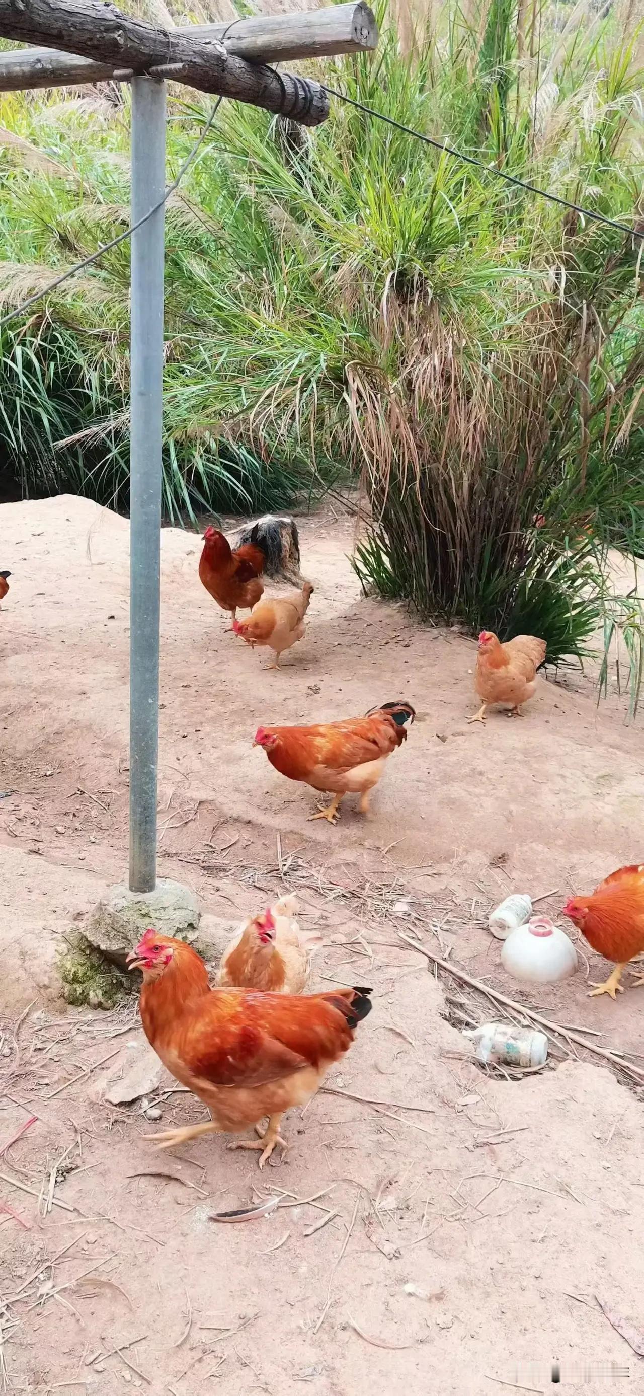 现在广东农村养鸡人多不？！这几年在老家看到很多人做了小生意。如果养1万只，每只