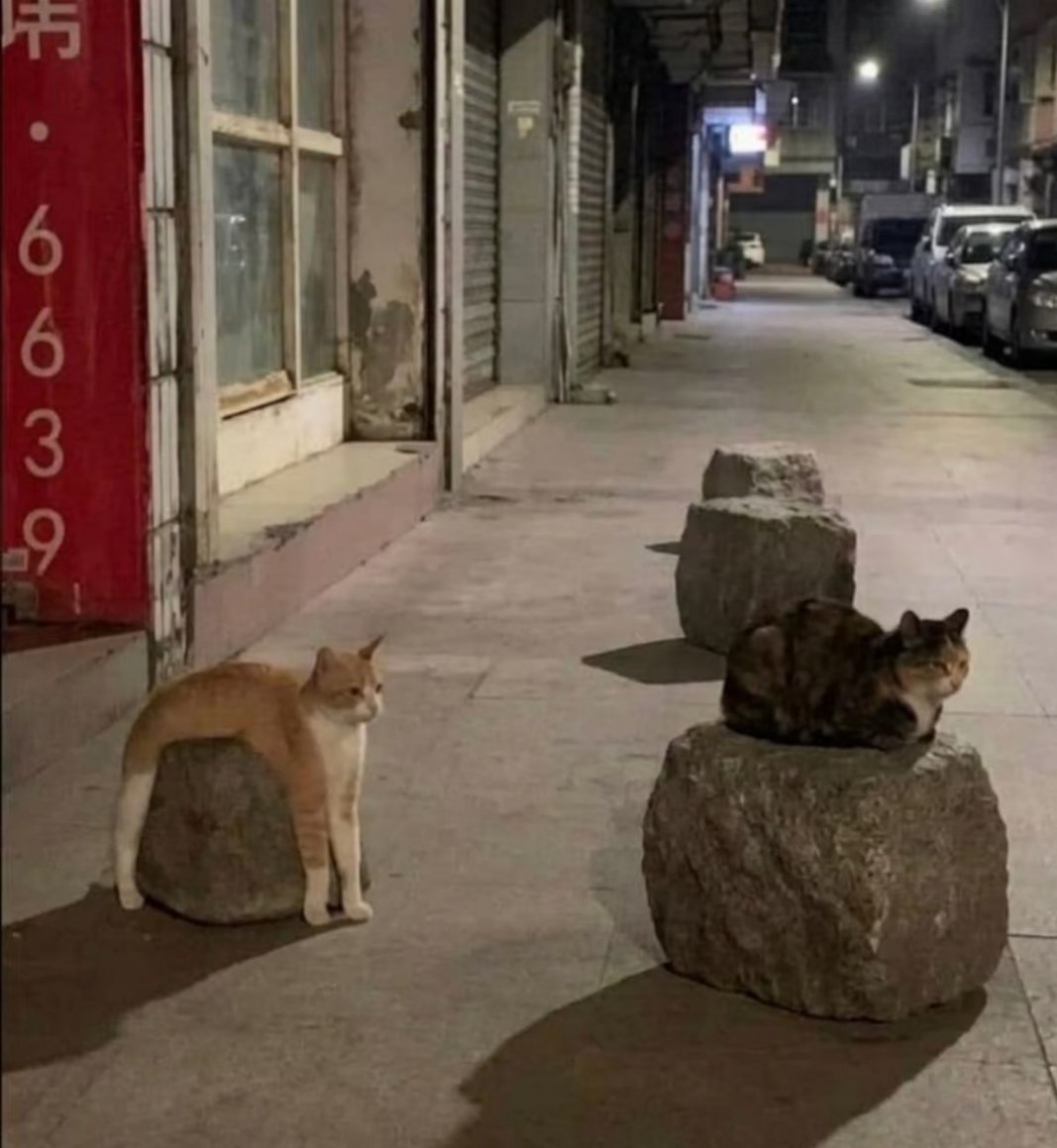 其实世界上只有两种猫，凹猫与凸猫