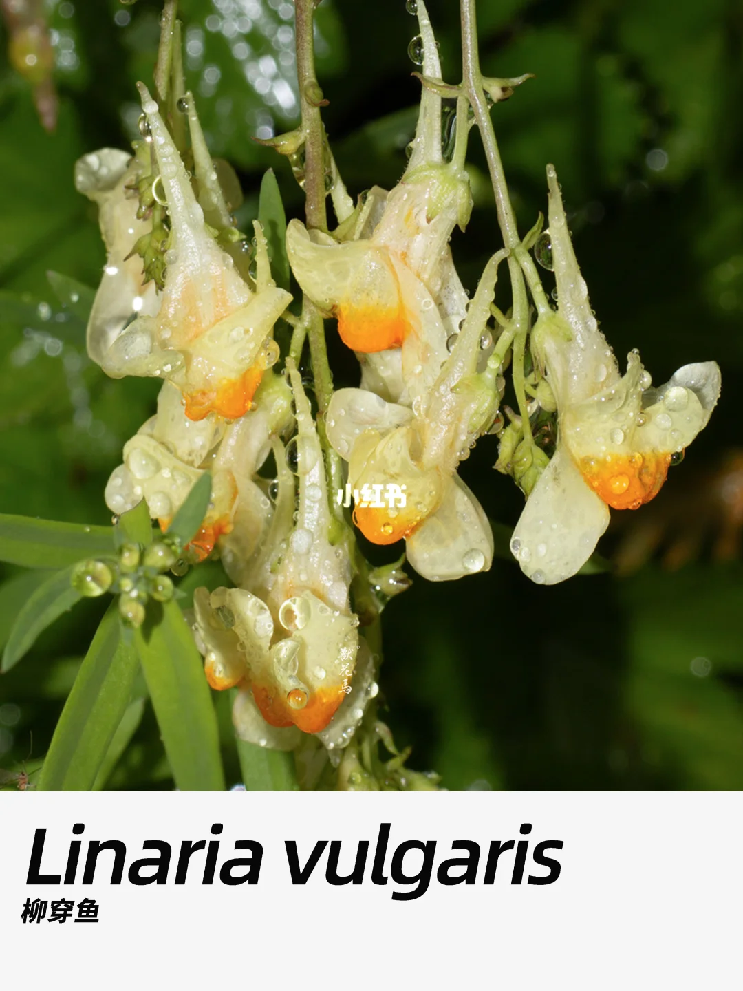 带你每天认识一种花材382｜柳穿鱼