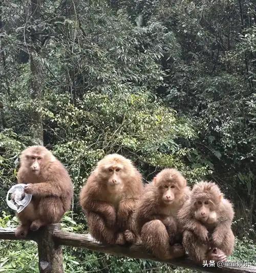 峨眉山金顶上，一只小猴一把薅走游客的苹果手机窜上树。巡山老哥没去追贼，反而转身