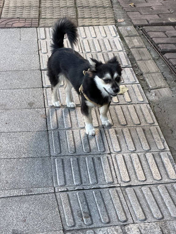 这狗子怕不是和主人走散了吧