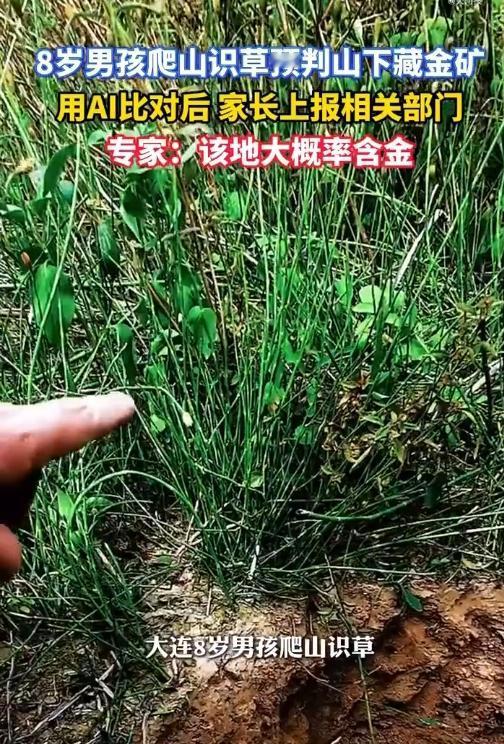 好家伙！大连8岁娃爬山时突然拽住爸爸：“爸，你看这草、这石头，底下指定有黄金！”