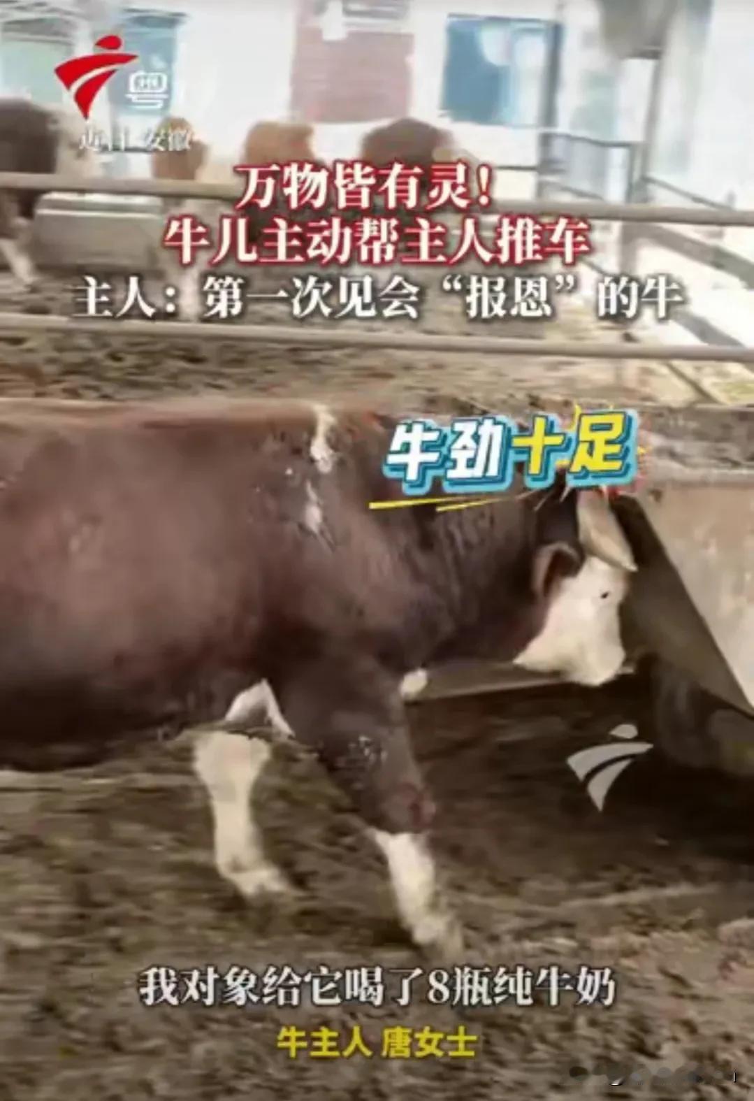 万物皆有灵！安徽，有一头牛之前因主人救过它一命，从此以后，牛主人只要一开门，它就