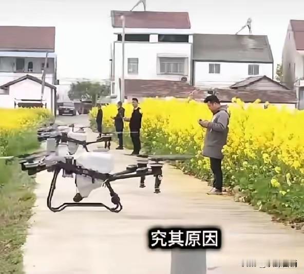 作为一种很少有病虫害的油菜为啥要喷药水？我觉得是有几个原因，第一，有一笔预算，