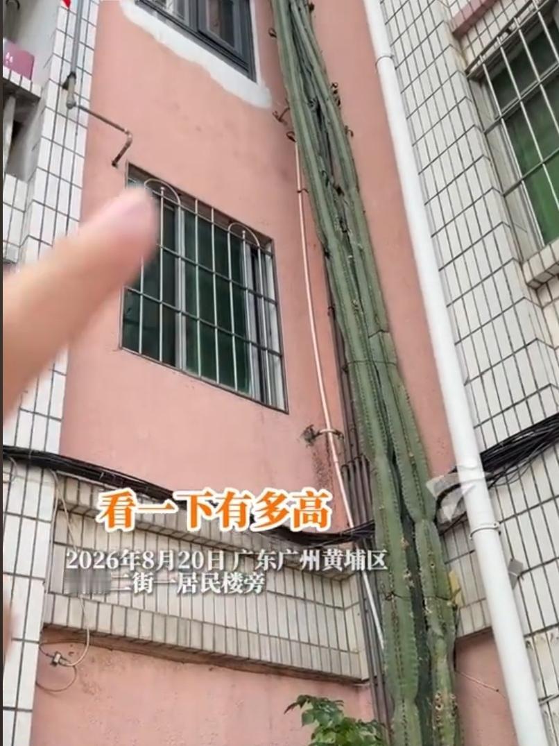 广州一仙人掌疯长24年超6层楼高，原主人已离开广州，现在全靠居民帮忙浇水，让其自