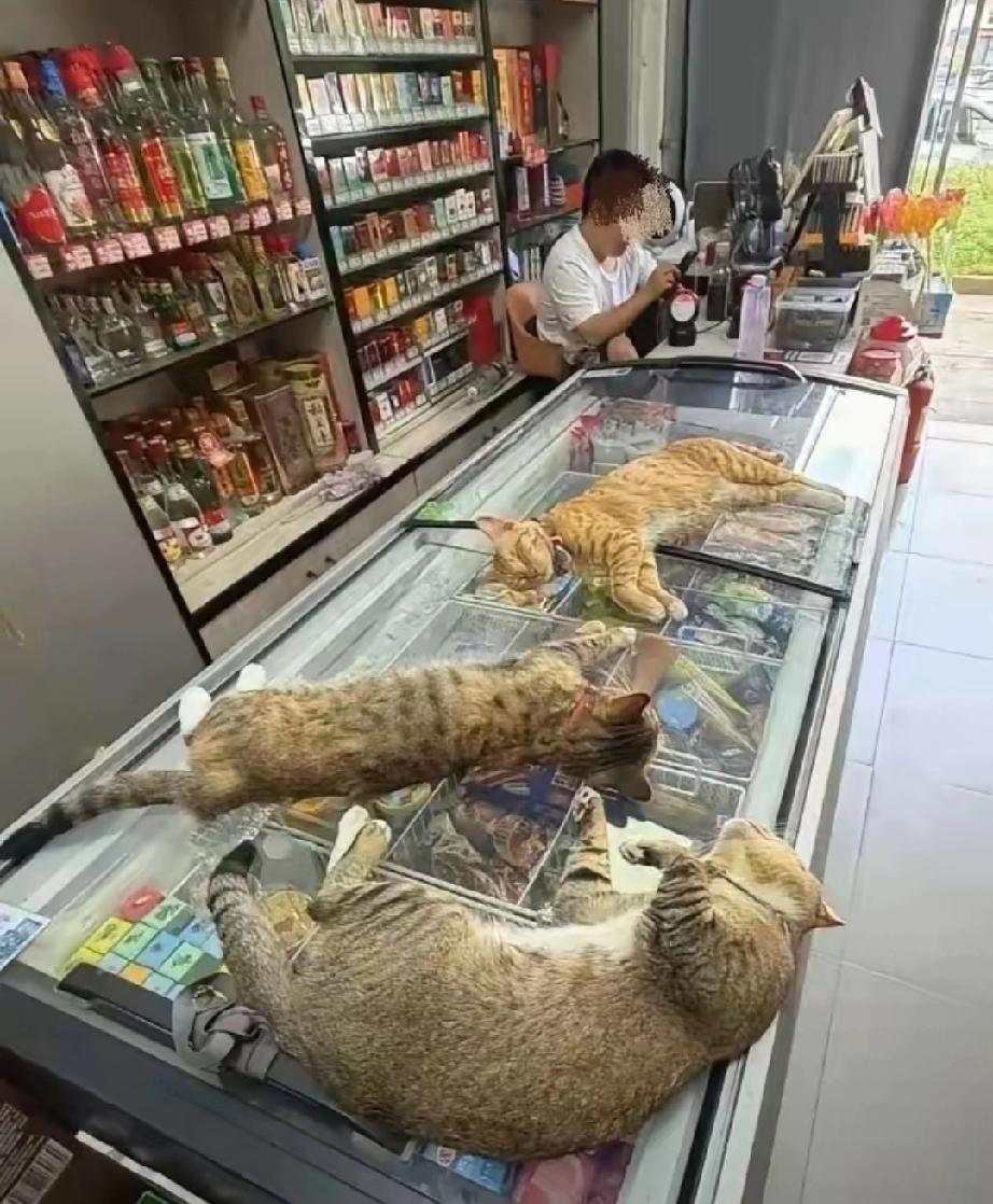 闺蜜总吐槽她家楼下的超市太不干净了，整天有几只猫咪在柜子上睡觉，被吐槽的次数多了