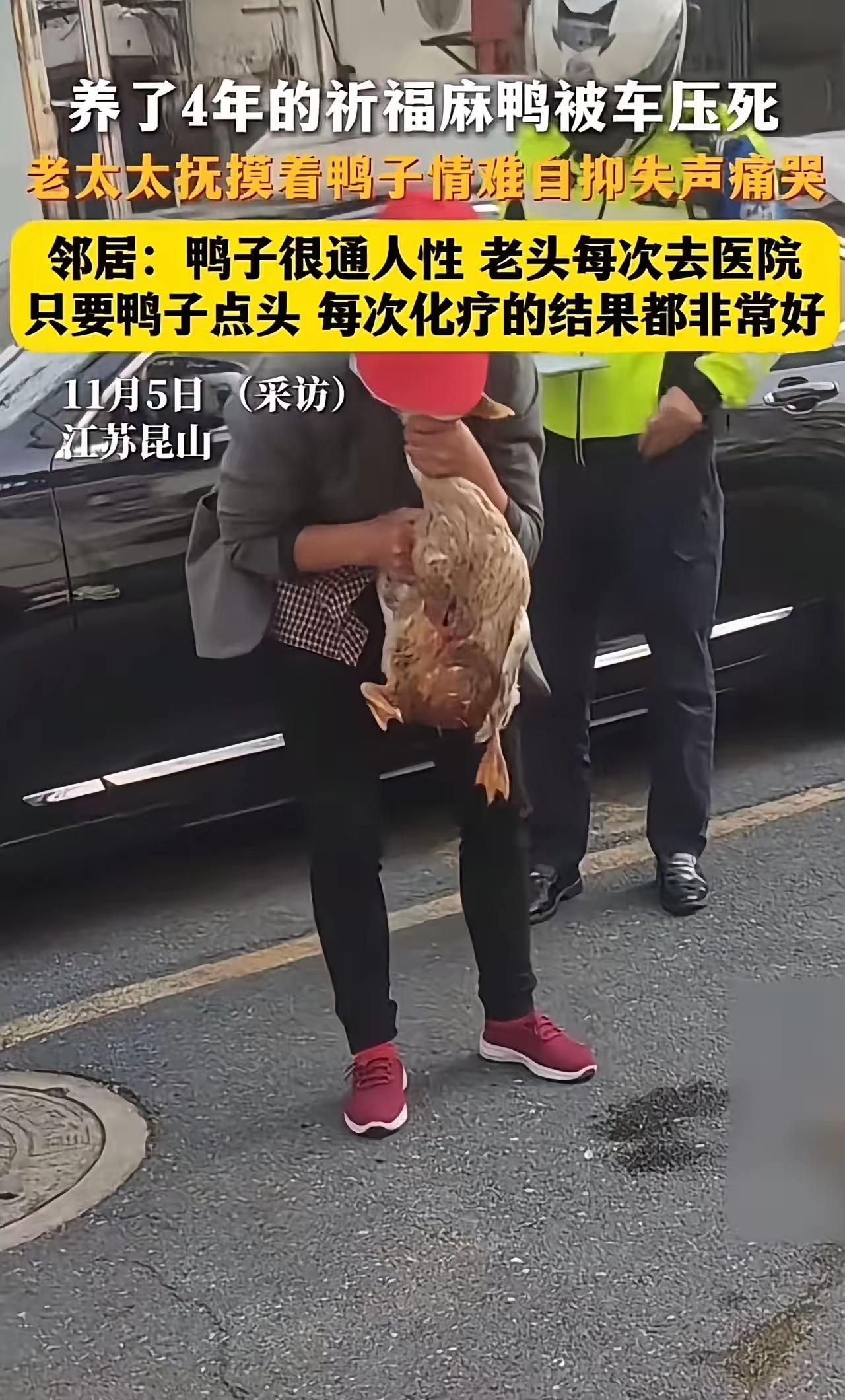 我的妈呀！昆山老太太抱着死鸭子哭到直不起腰，太戳人了！这可不是普通鸭子，是